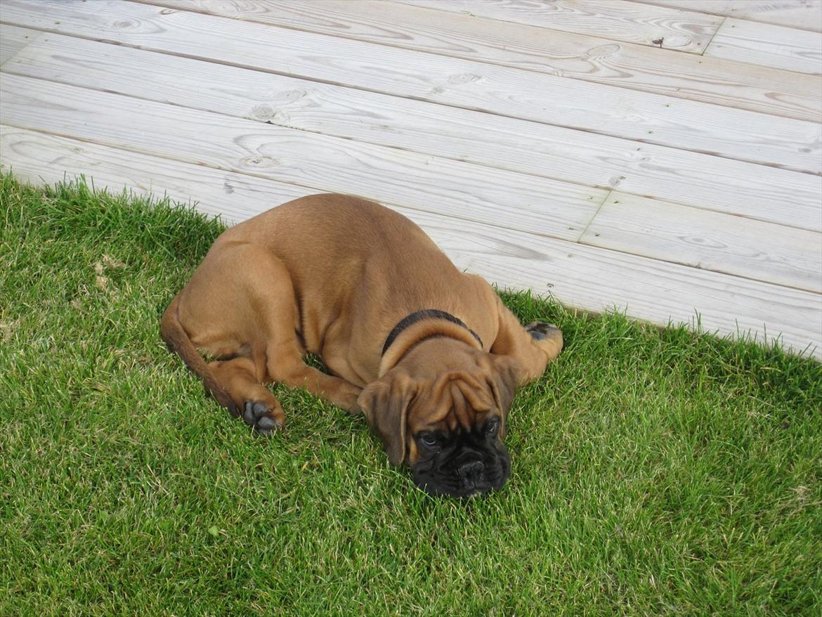 Boxer Buster [Delehund] <3 - Daser lige lidt i det høje græs :) billede 12