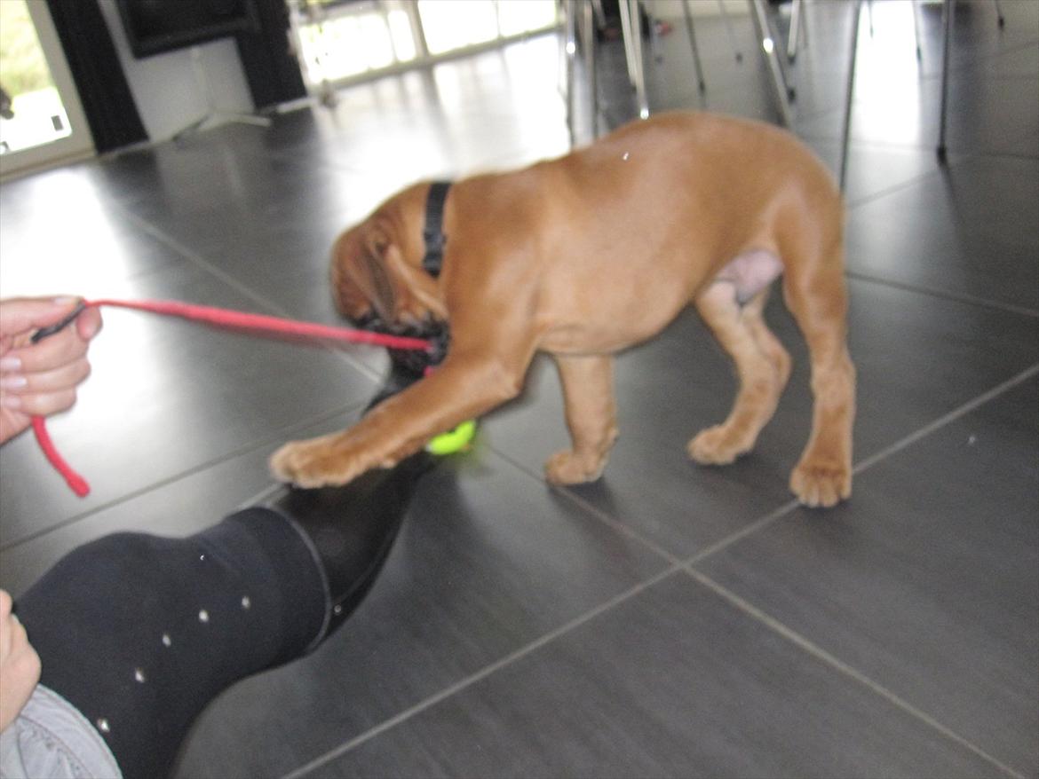 Boxer Buster [Delehund] <3 - Så skal der leges xD Han tog det bare stille og roligt ;) billede 13