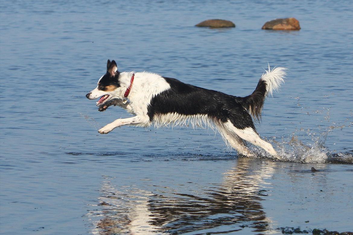 Border collie Tia - 12 år - Oktober 2011 billede 14