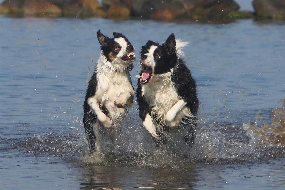 Border collie Tia - 12 år - Oktober 2011 billede 13