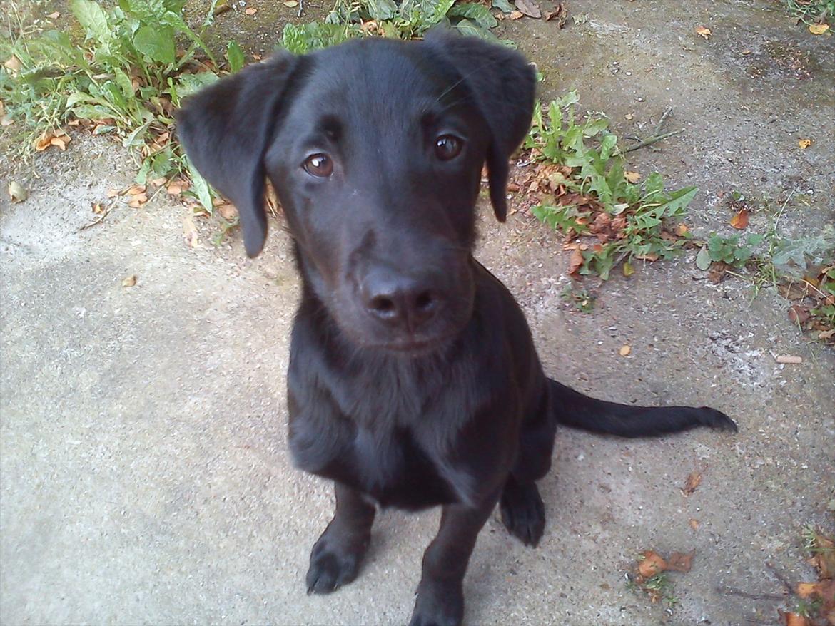 Labrador retriever Zazha billede 1