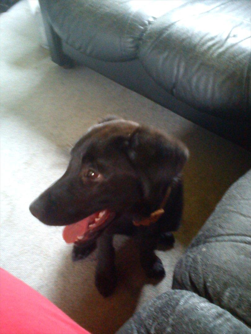 Labrador retriever Zazha billede 2