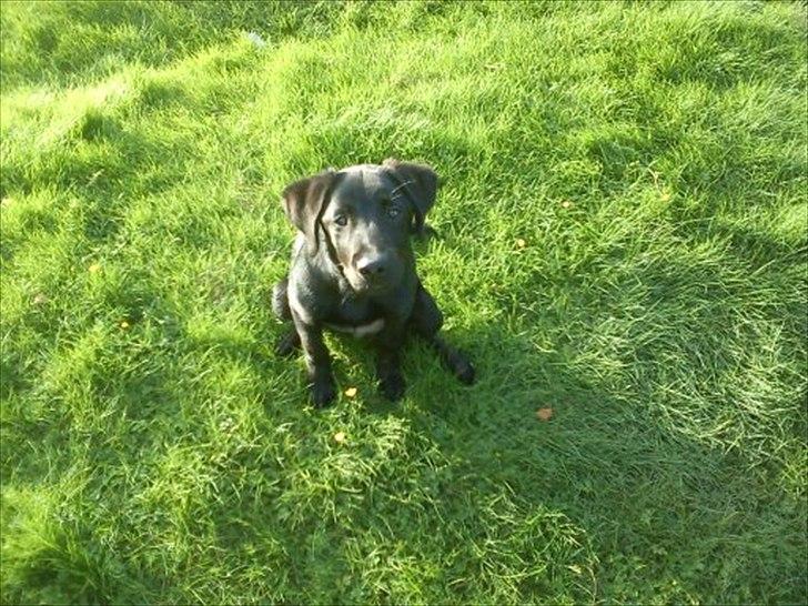 Labrador retriever Zazha billede 3