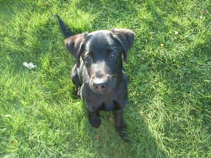 Labrador retriever Zazha billede 4