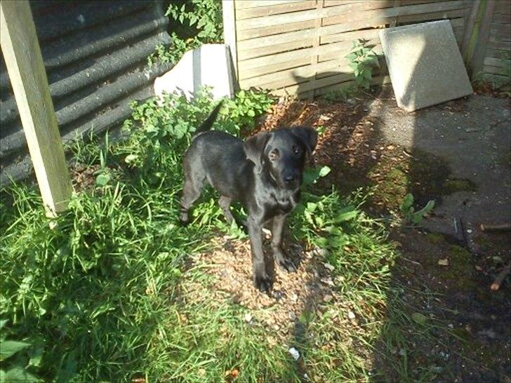 Labrador retriever Zazha billede 5