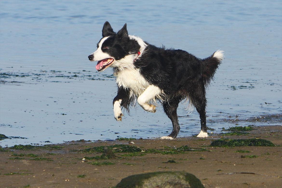 Border collie Daisy - 13 år billede 17