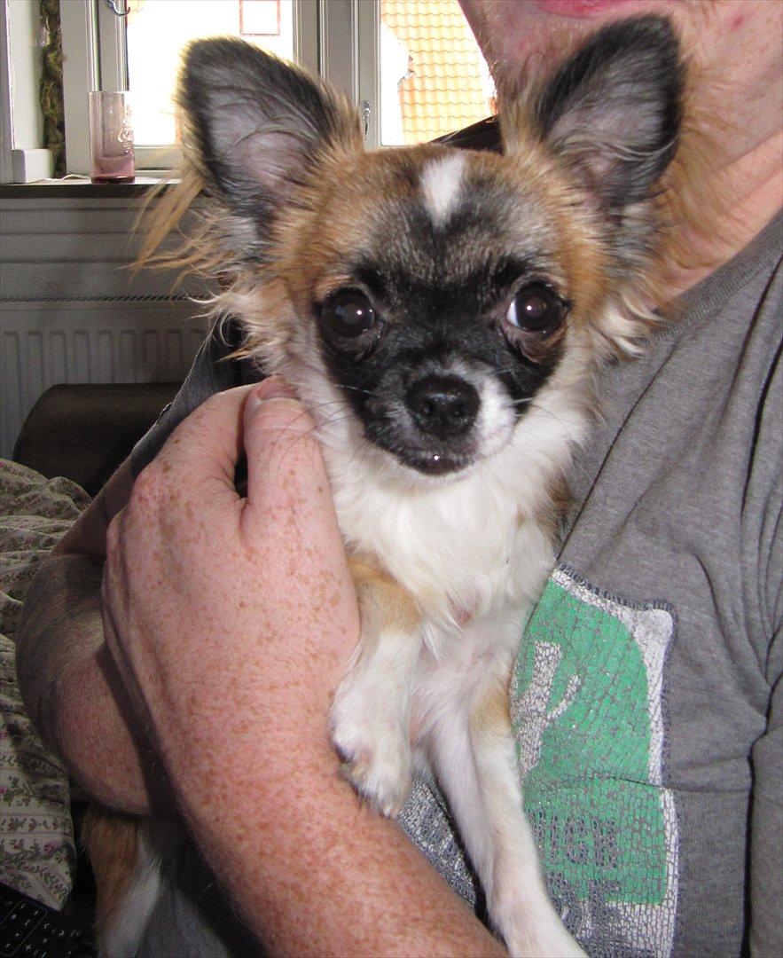 Chihuahua Julius Cæsar billede 1