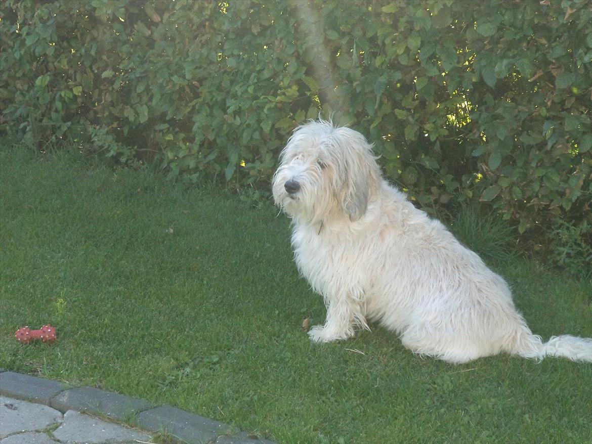 Petit basset griffon wendéen Luffe billede 1