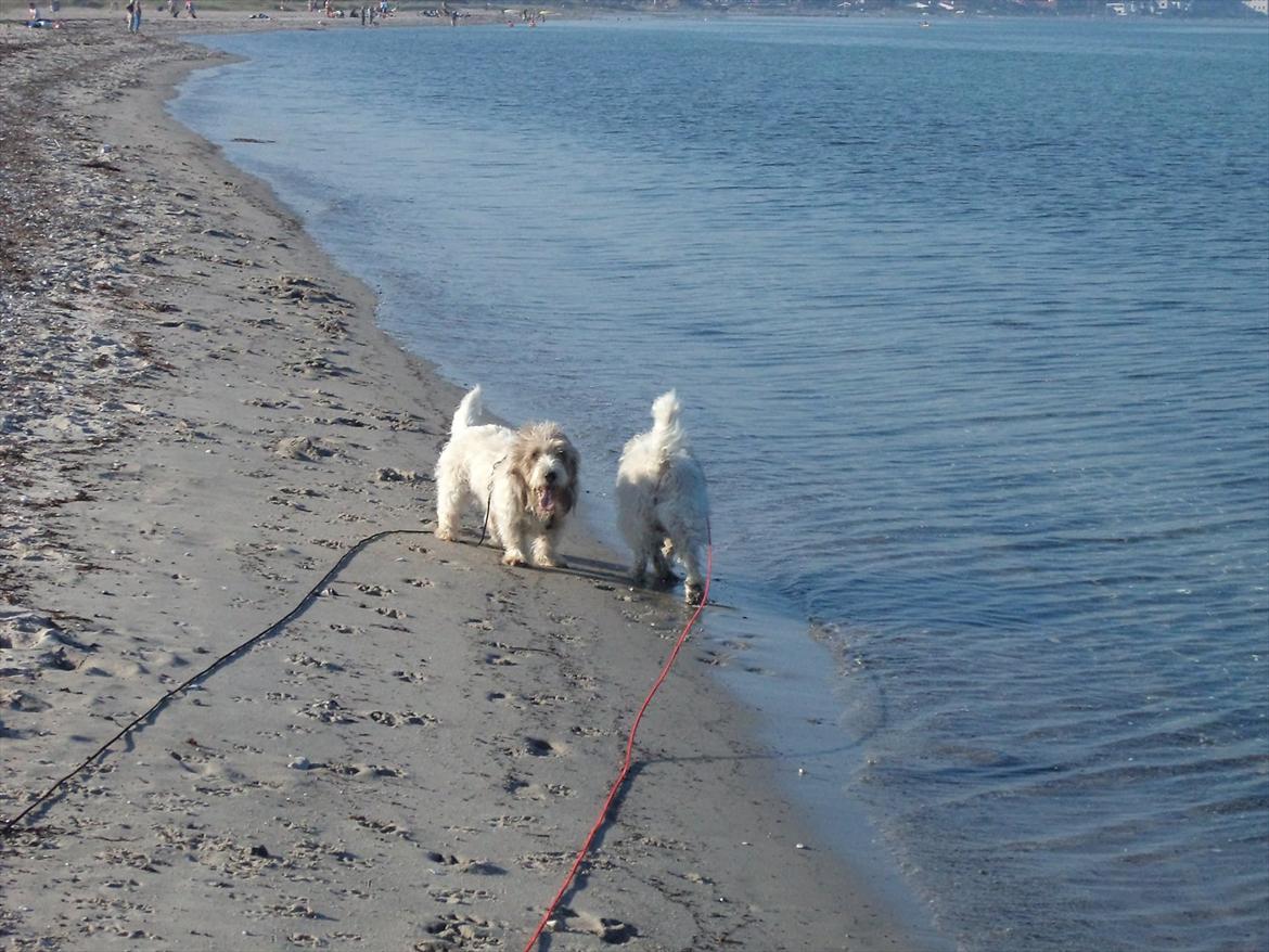 Petit basset griffon wendéen Luffe billede 2