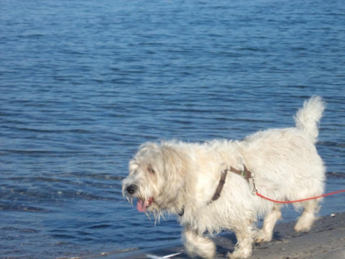 Petit basset griffon wendéen Luffe billede 3