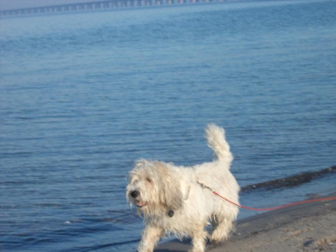 Petit basset griffon wendéen Luffe billede 4