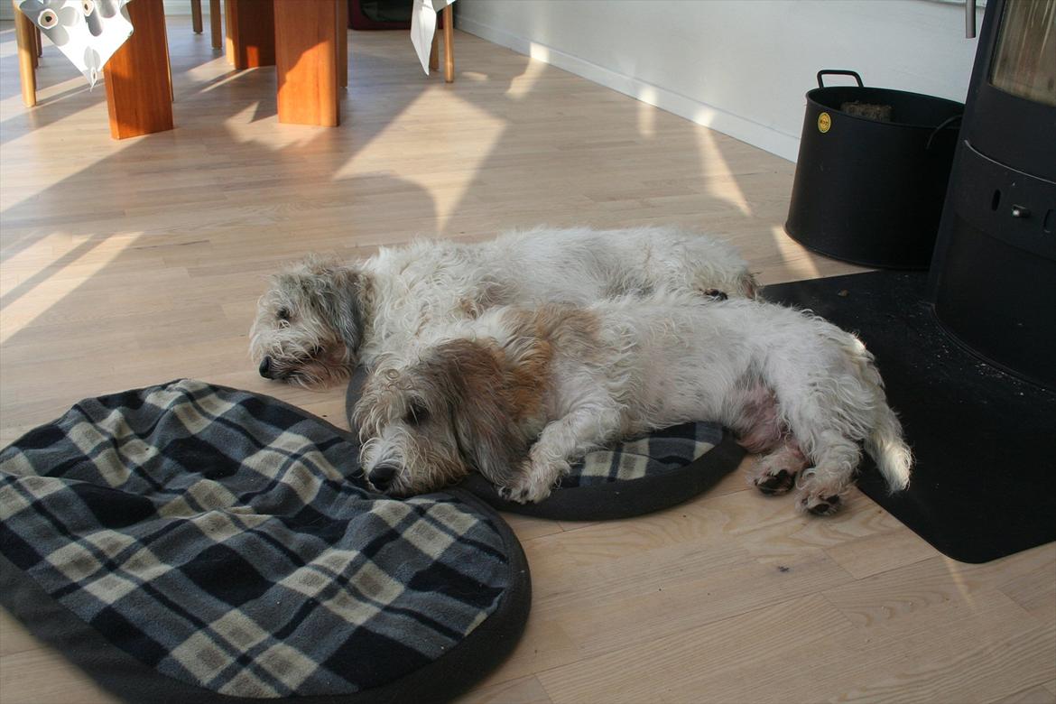 Petit basset griffon wendéen Luffe billede 5