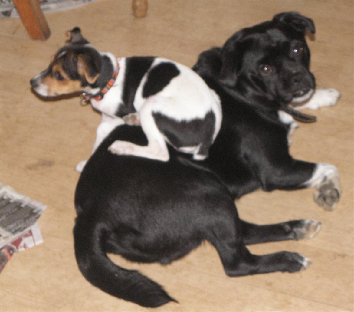 Dansk svensk gaardhund Minni - Der var lige noget jeg kunne sidde på. billede 7