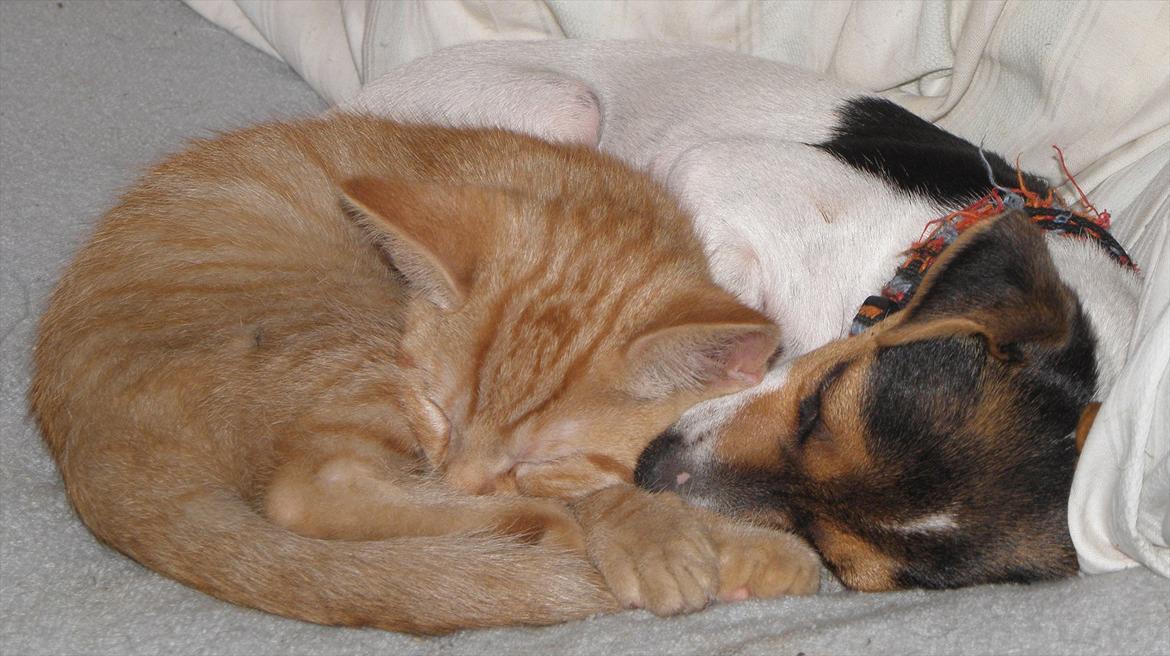 Dansk svensk gaardhund Minni - Jeg kan også ligge i ske med katten. billede 8