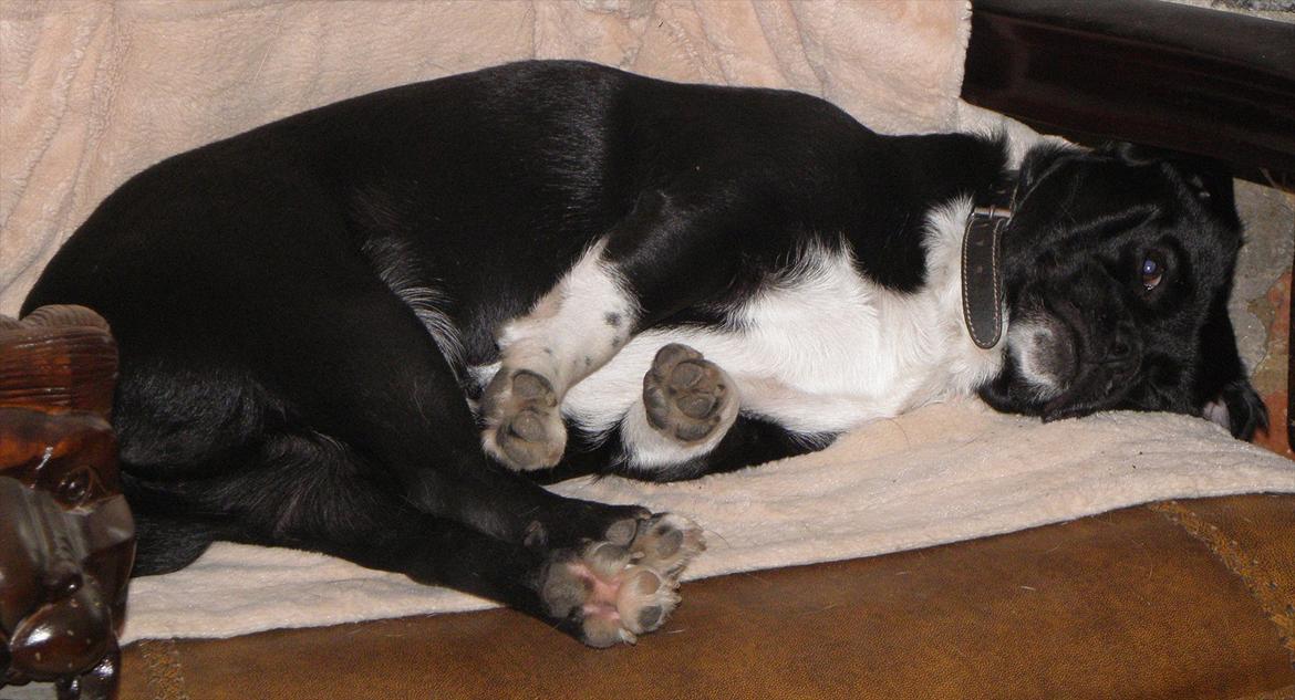 Blanding af racer Charlie - Jeg tager lige kongestolen, den må være til mig. billede 11