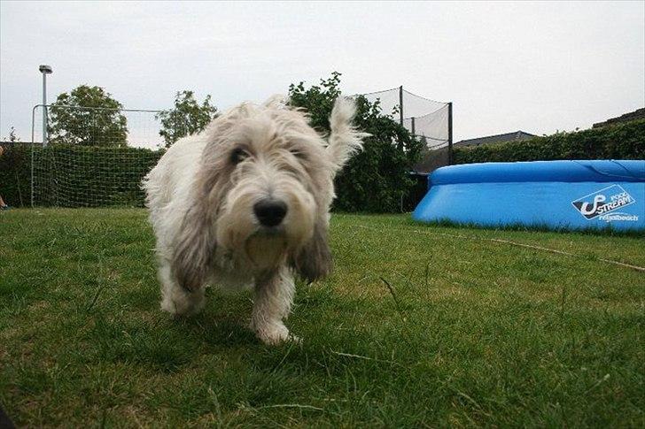 Petit basset griffon wendéen Buddy billede 2