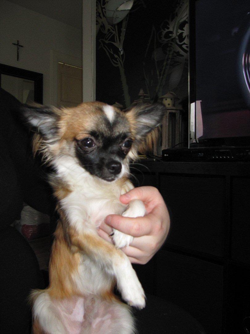 Chihuahua Julius Cæsar billede 2