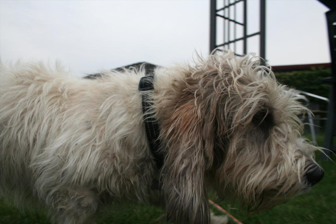 Petit basset griffon wendéen Buddy billede 6