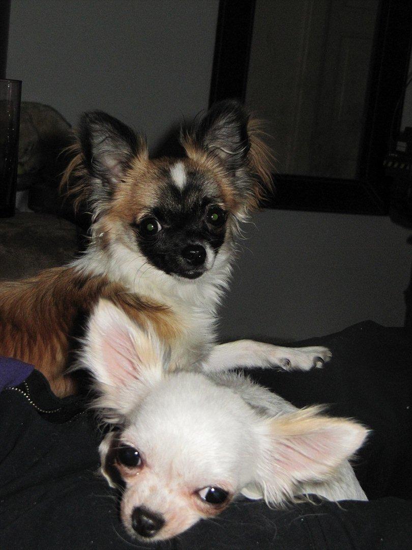 Chihuahua Julius Cæsar billede 3