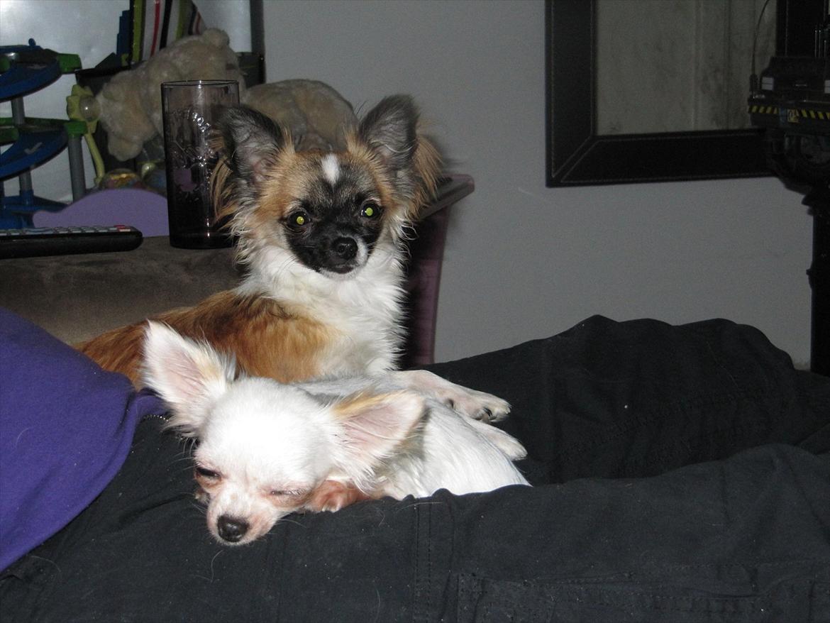 Chihuahua Julius Cæsar billede 4