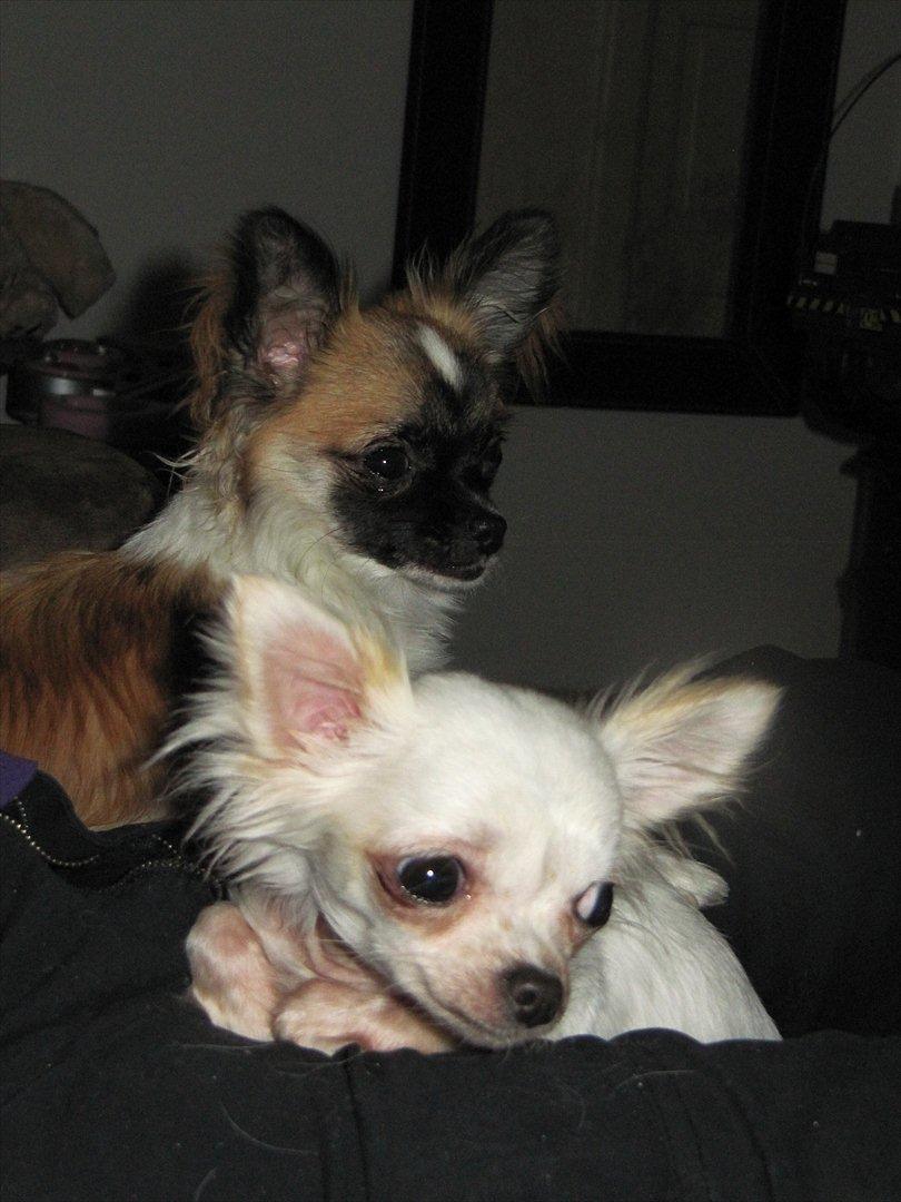 Chihuahua Julius Cæsar billede 5