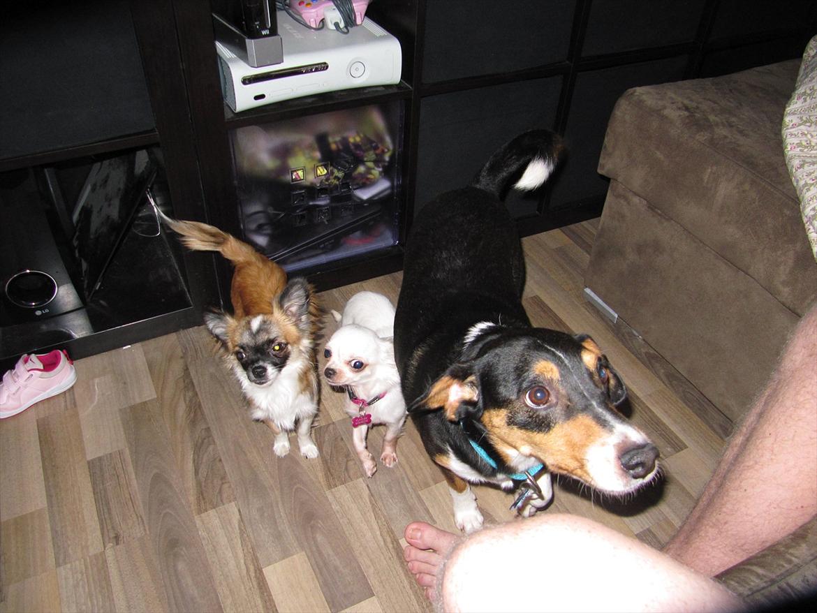 Chihuahua Julius Cæsar billede 6