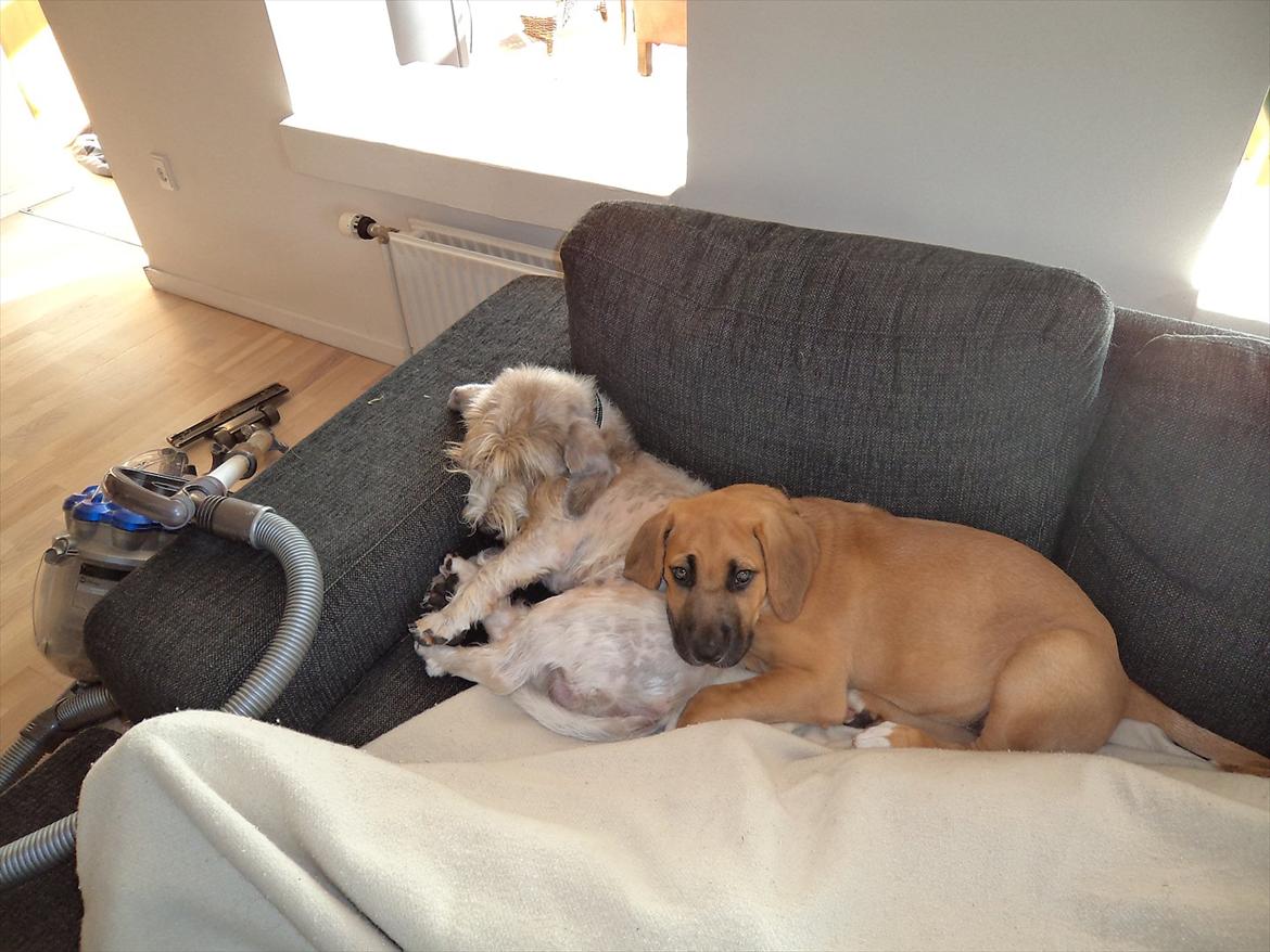 Broholmer Humle billede 1