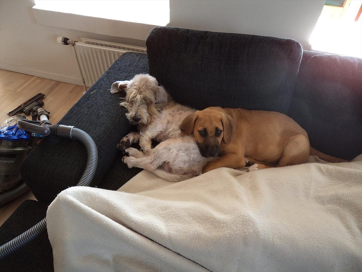 Broholmer Humle billede 2