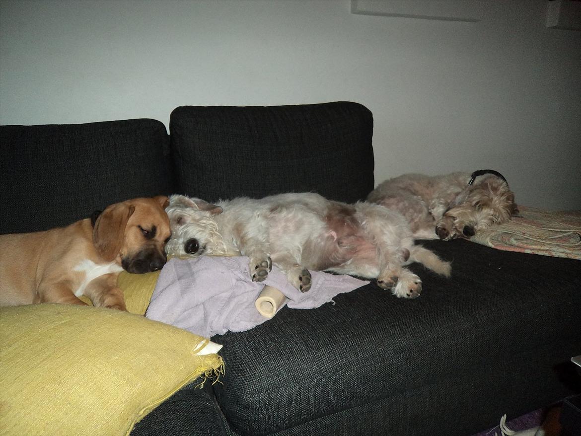 Broholmer Humle billede 3