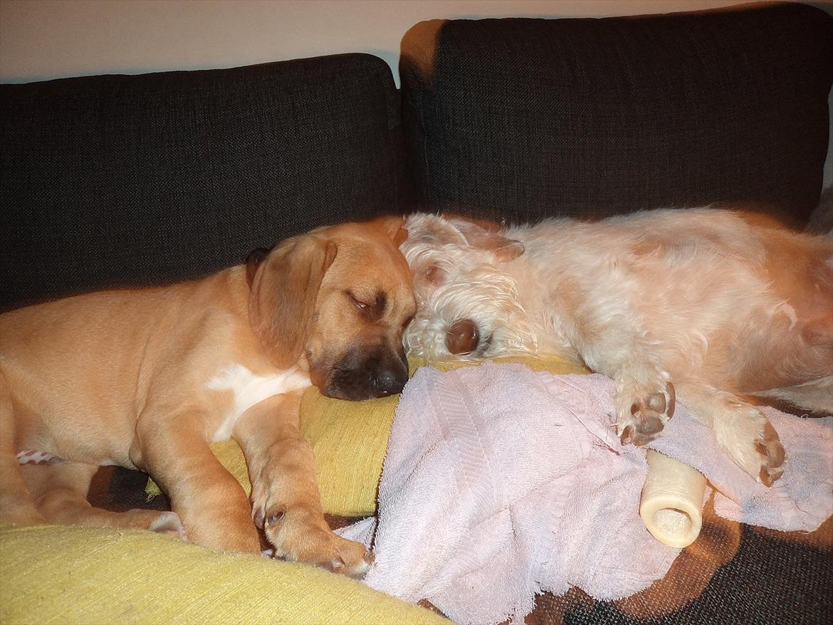 Broholmer Humle billede 4