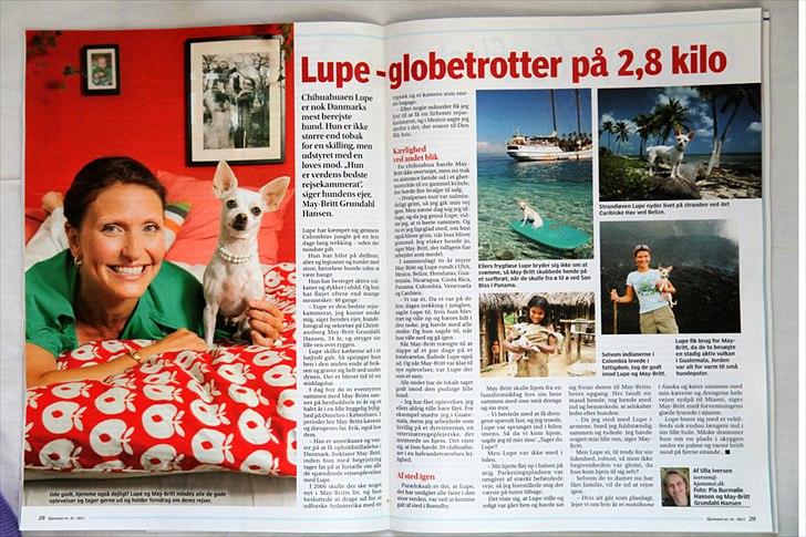 Chihuahua Guadalupe (Lupe) - Hjemmet, Oktober 2011 billede 18