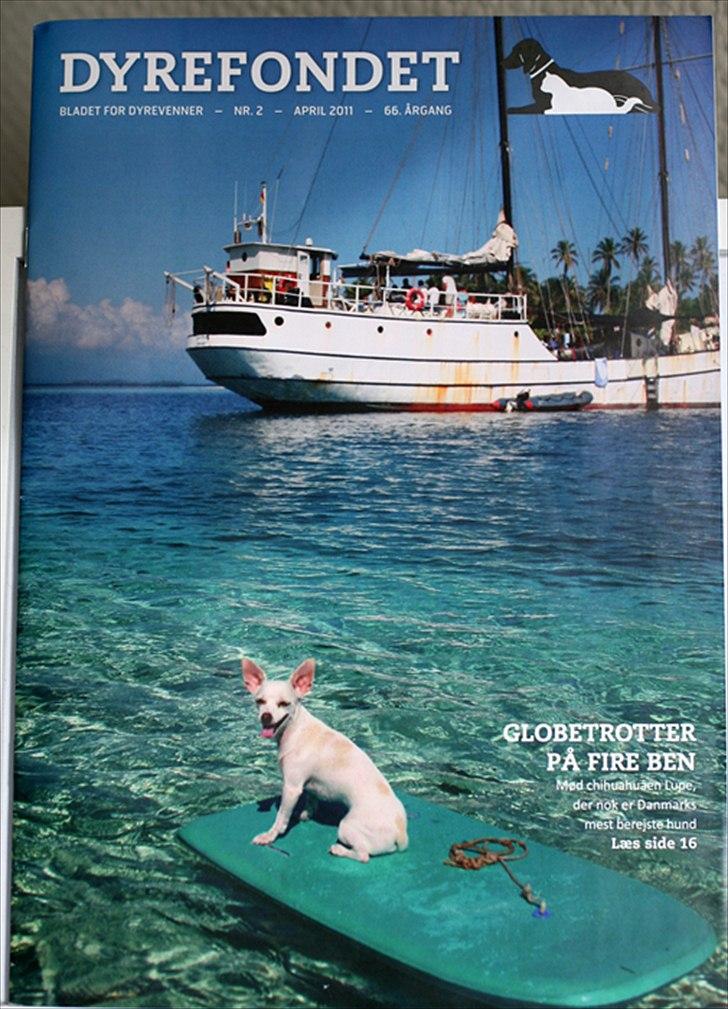 Chihuahua Guadalupe (Lupe) - Dyrefondet, April 2011 billede 19