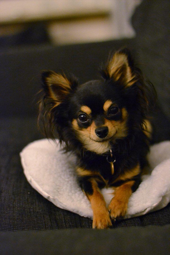 Chihuahua Mickey billede 10