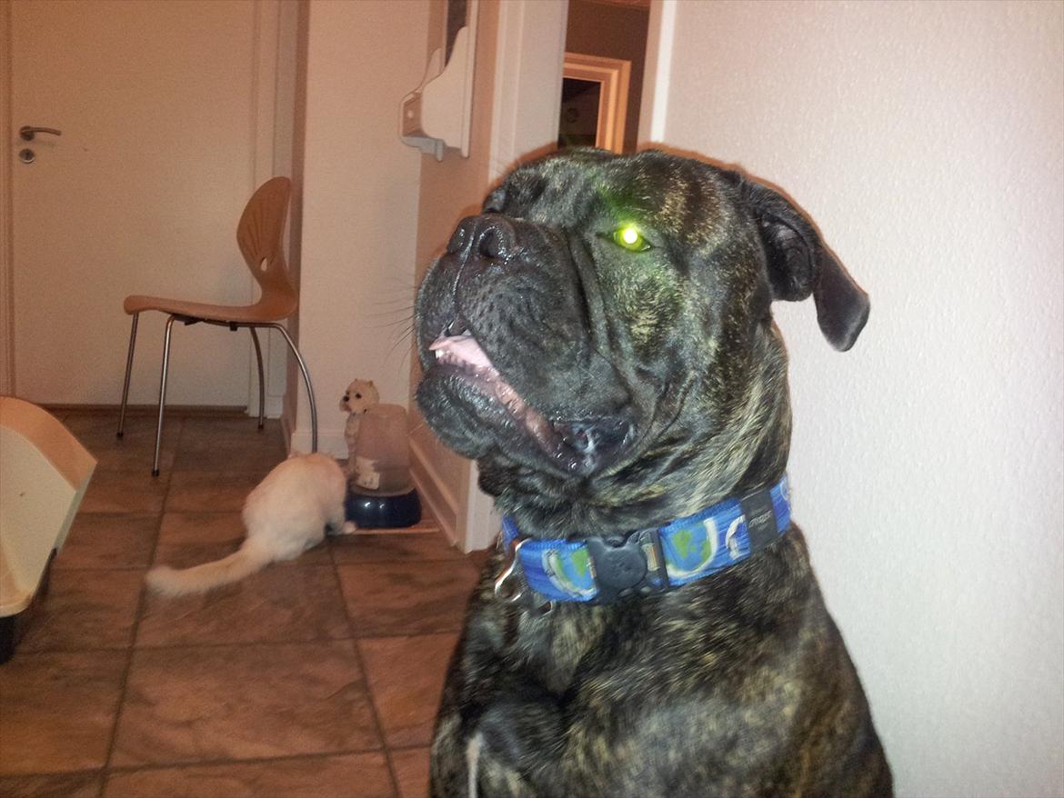 Bullmastiff walter (stor stjerne nu ) <3 - Welkommen til min profil, jeg hedder walter. billede 1