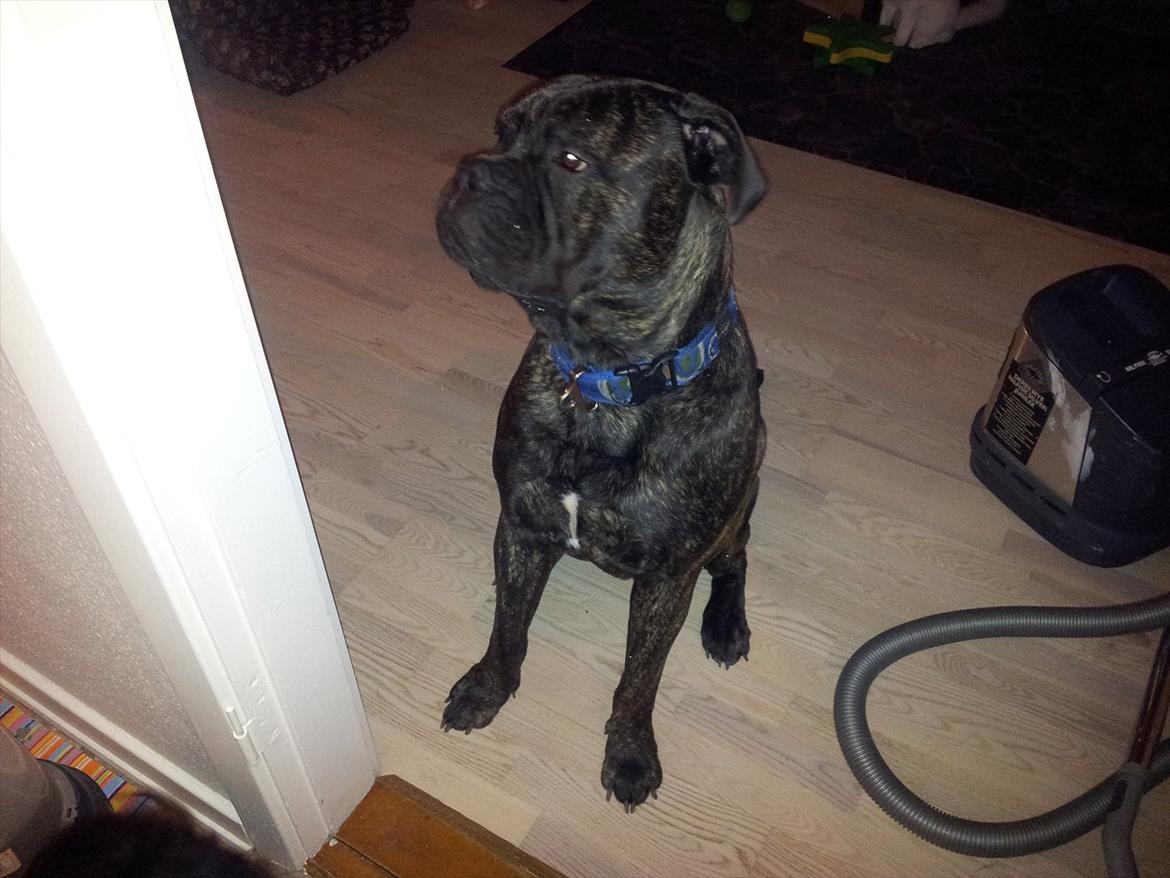Bullmastiff walter (stor stjerne nu ) <3 billede 2