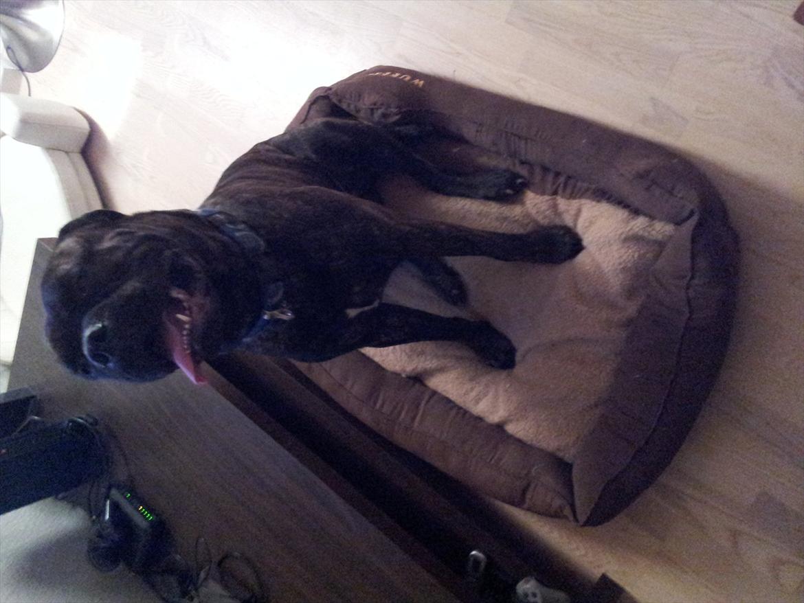 Bullmastiff walter (stor stjerne nu ) <3 billede 3