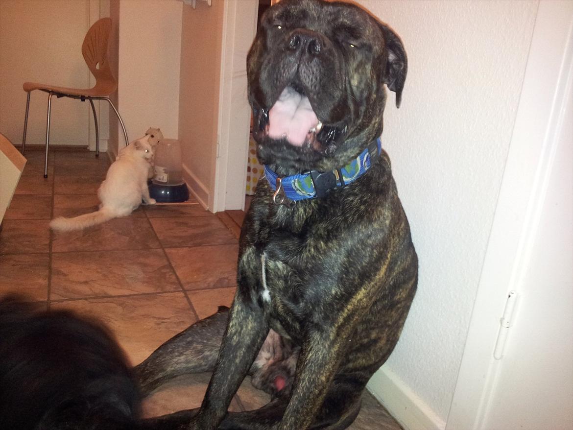 Bullmastiff walter (stor stjerne nu ) <3 billede 4