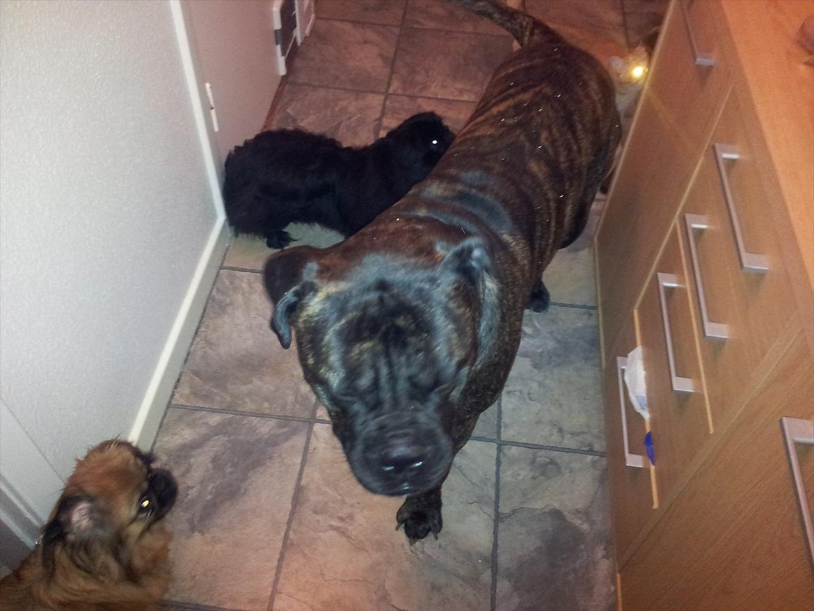 Bullmastiff walter (stor stjerne nu ) <3 billede 5