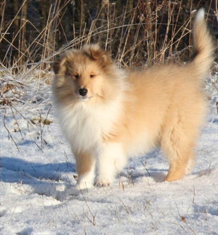 Collie langhåret Tvingsfields Kiss Me Now (Aiko) - Tvingsfields Kiss Me Now billede 3