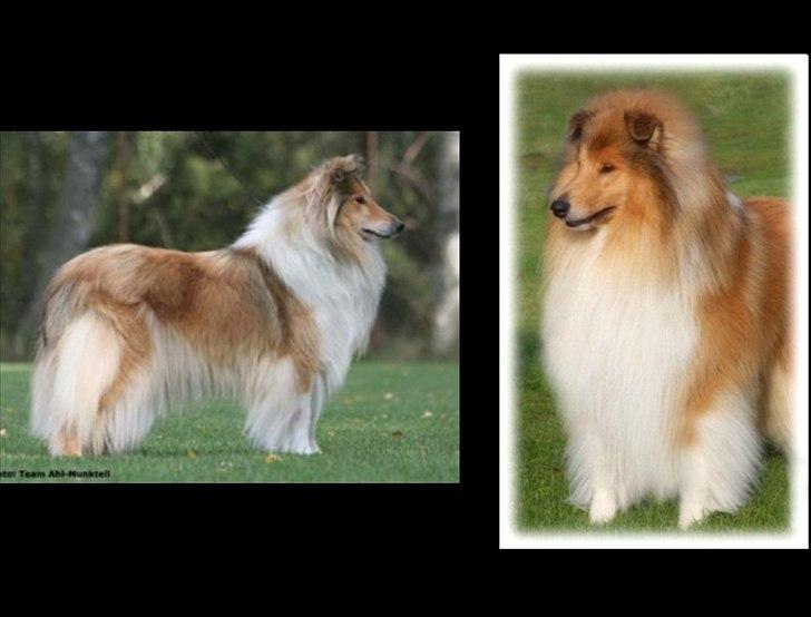 Collie langhåret Tvingsfields Kiss Me Now (Aiko) - MOR & FAR til Tvingsfields Kiss Me Now billede 2
