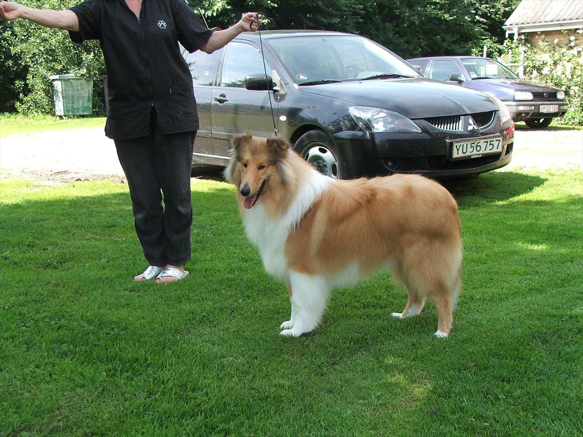 Collie langhåret Tvingsfields Kiss Me Now (Aiko) - Kiss Me Now 7 mdr. billede 5