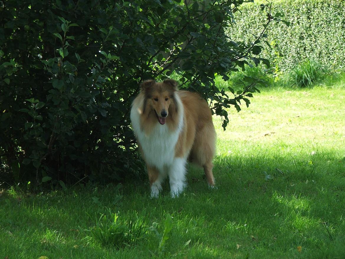 Collie langhåret Tvingsfields Kiss Me Now (Aiko) - 10 mdr. billede 6