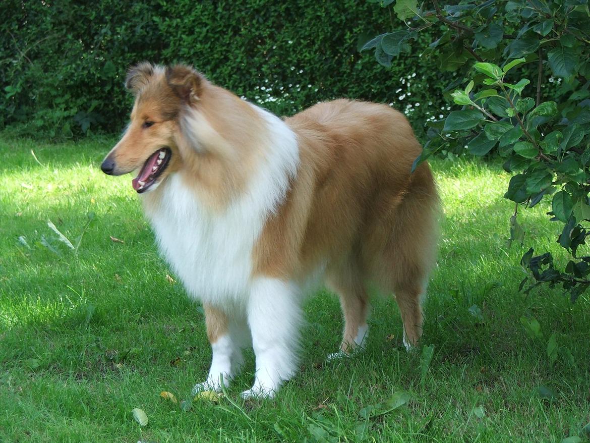 Collie langhåret Tvingsfields Kiss Me Now (Aiko) - 10 mdr. billede 7