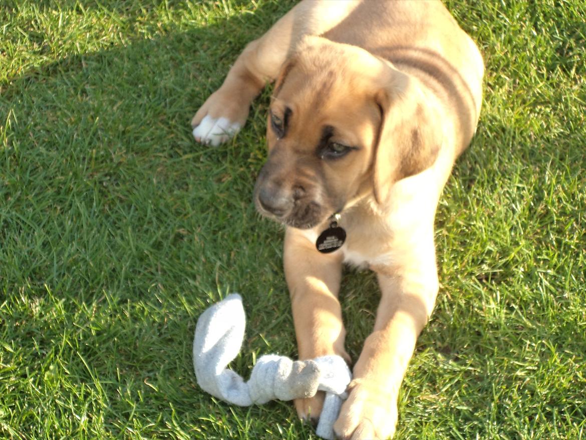 Broholmer Humle billede 5