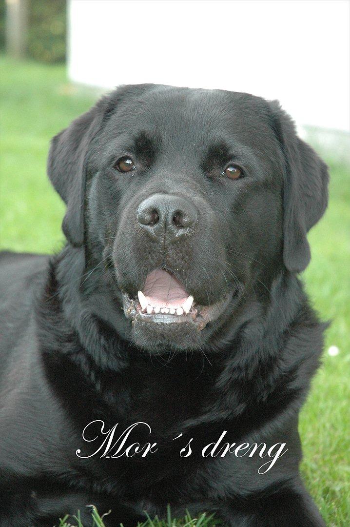 Blanding af racer Simba billede 1