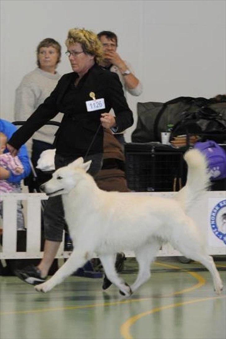 Hvid Schweizisk Hyrdehund Horsebo Vi2 - Horsebo Vi2, Store Ring , Stavanger 2011 billede 18