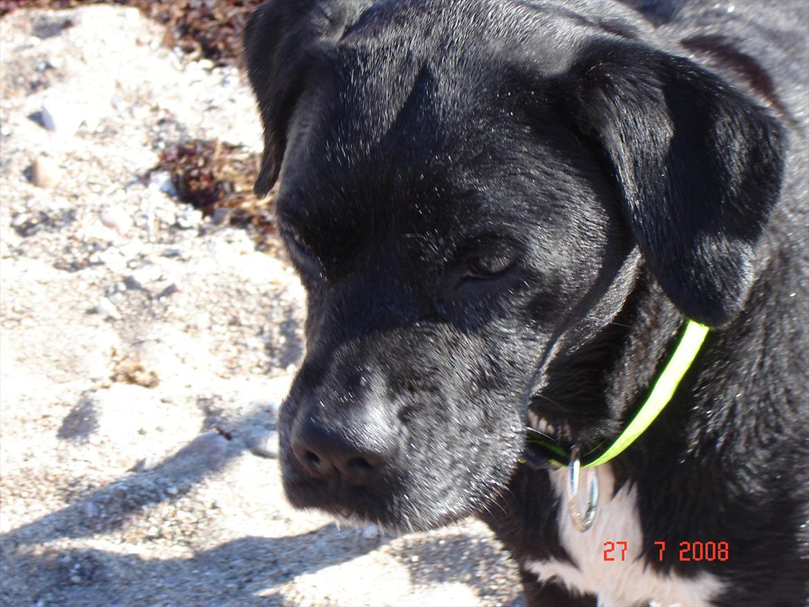 Blanding af racer Camilla Aka. Tøsen R.I.P billede 10