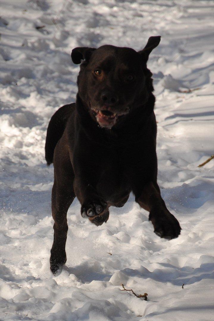 Labrador retriever Balder - Balder i snevejr<3 billede 1