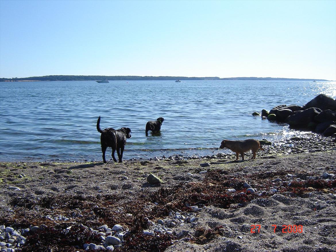 Blanding af racer Camilla Aka. Tøsen R.I.P billede 12