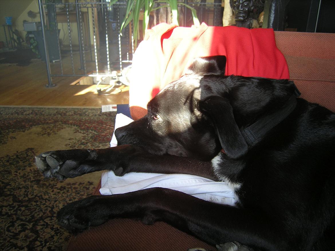 Blanding af racer Camilla Aka. Tøsen R.I.P billede 13